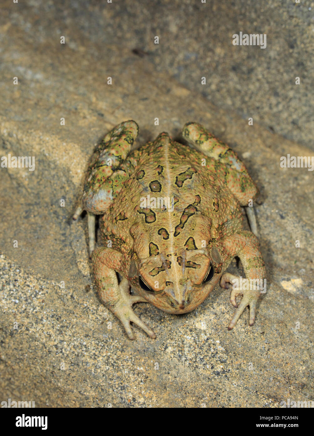 Amerikanische Kröte (Anaxyrus Americanus) Stockfoto