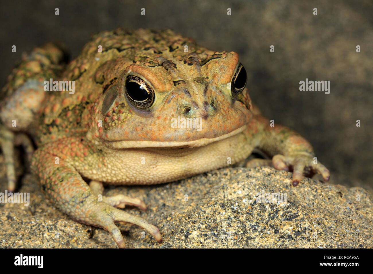 Amerikanische Kröte (Anaxyrus Americanus) Stockfoto