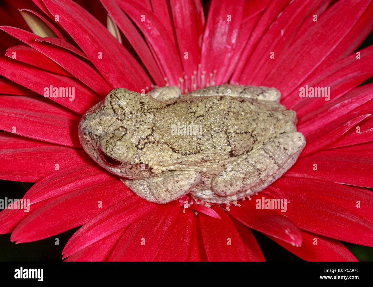 Grauer Laubfrosch (Hyla versicolor) auf gerbera Daisy Stockfoto