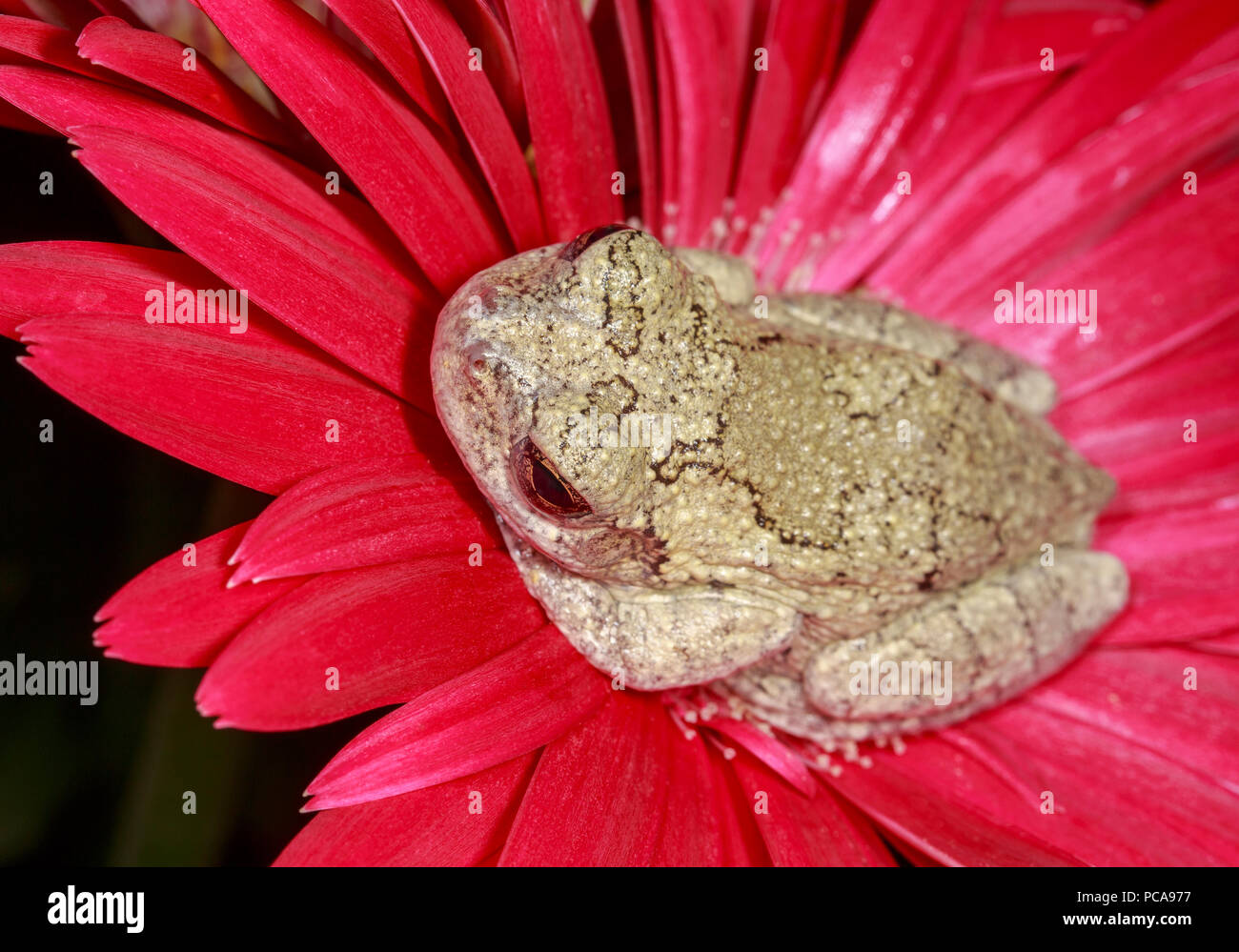 Grauer Laubfrosch (Hyla versicolor) auf gerbera Daisy Stockfoto