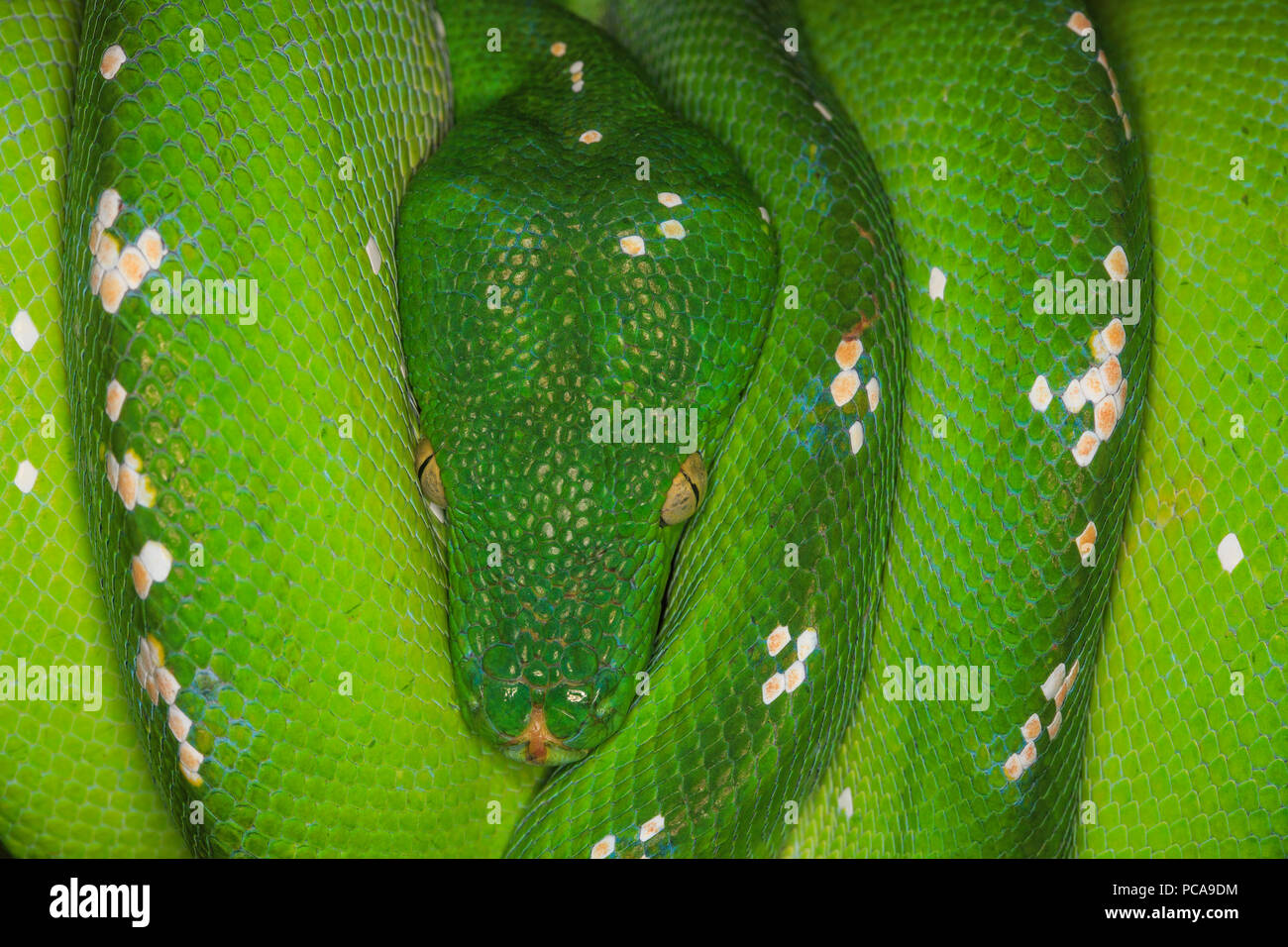 Green Tree python ((Morelia viridis) eingerollt auf Ast. Stockfoto
