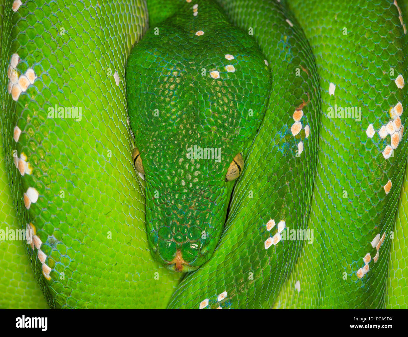 Green Tree python ((Morelia viridis) eingerollt auf Ast. Stockfoto