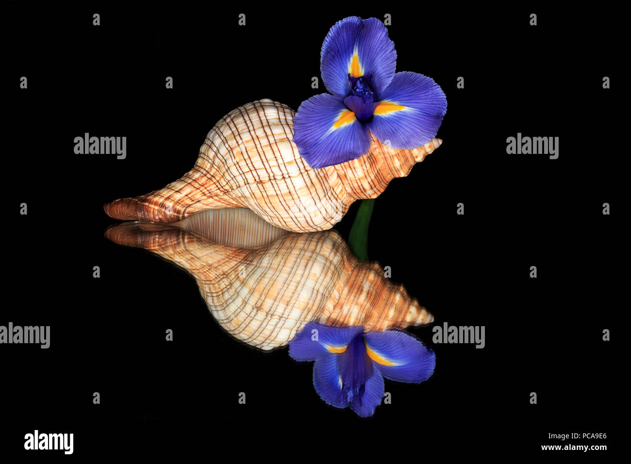 Seashell mit blauer Iris auf Black Mirror mit Reflektion Stockfoto