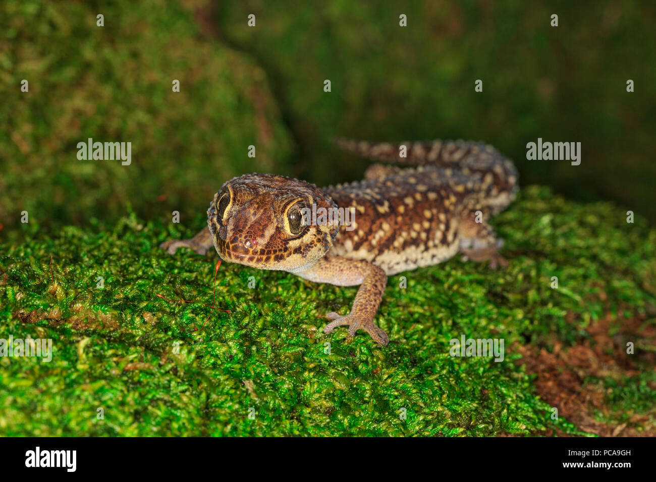 Panther Gecko (Paroedura pictus) Stockfoto
