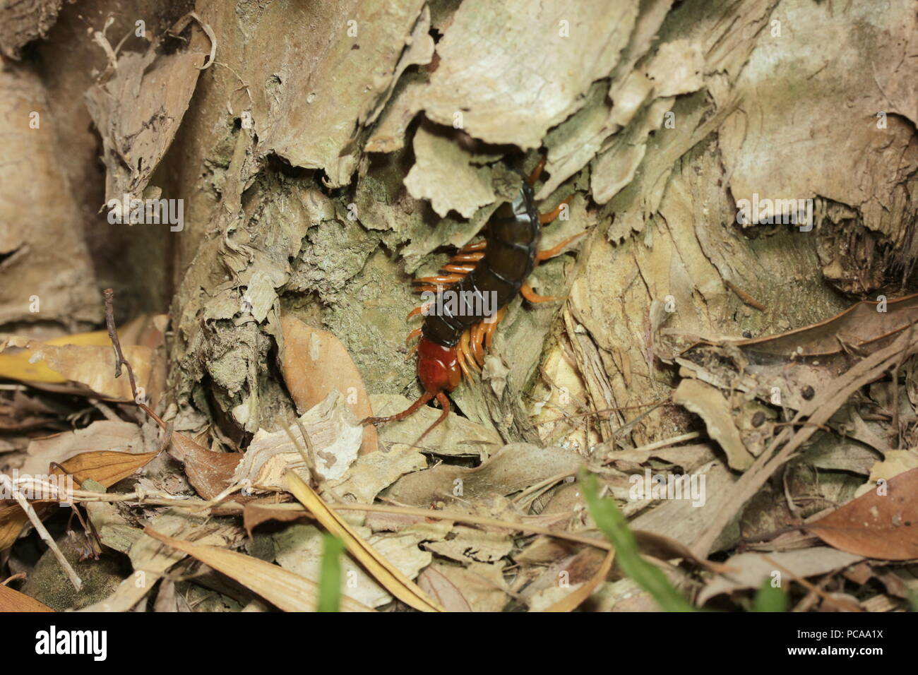 Tausendfüßler in Taiwan Stockfoto