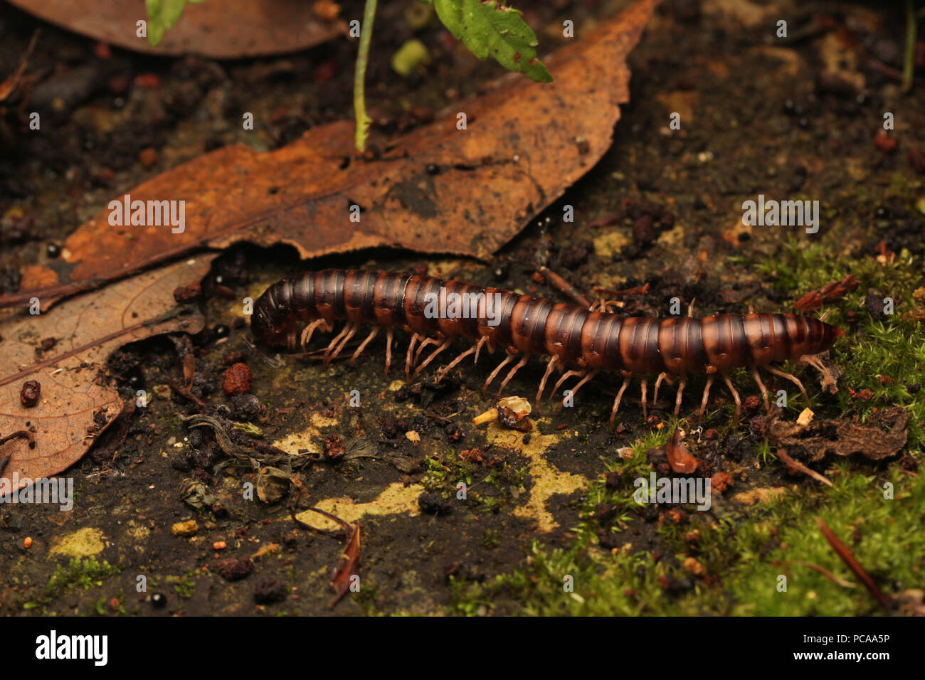 Millipede in Taiwan Stockfoto