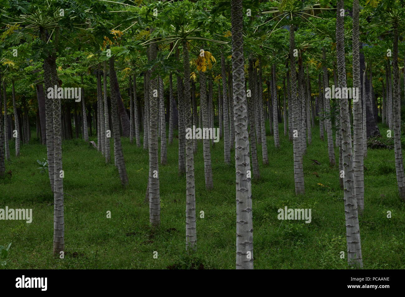 Natur, sehen die Dinge anders, grün Stockfoto