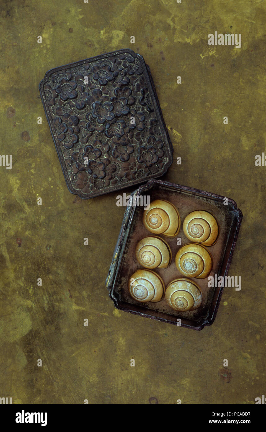 Kleine Box mit gemusterten Deckel mit sechs ähnliche Hellbraun Schalen der Garten Schnecken Stockfoto