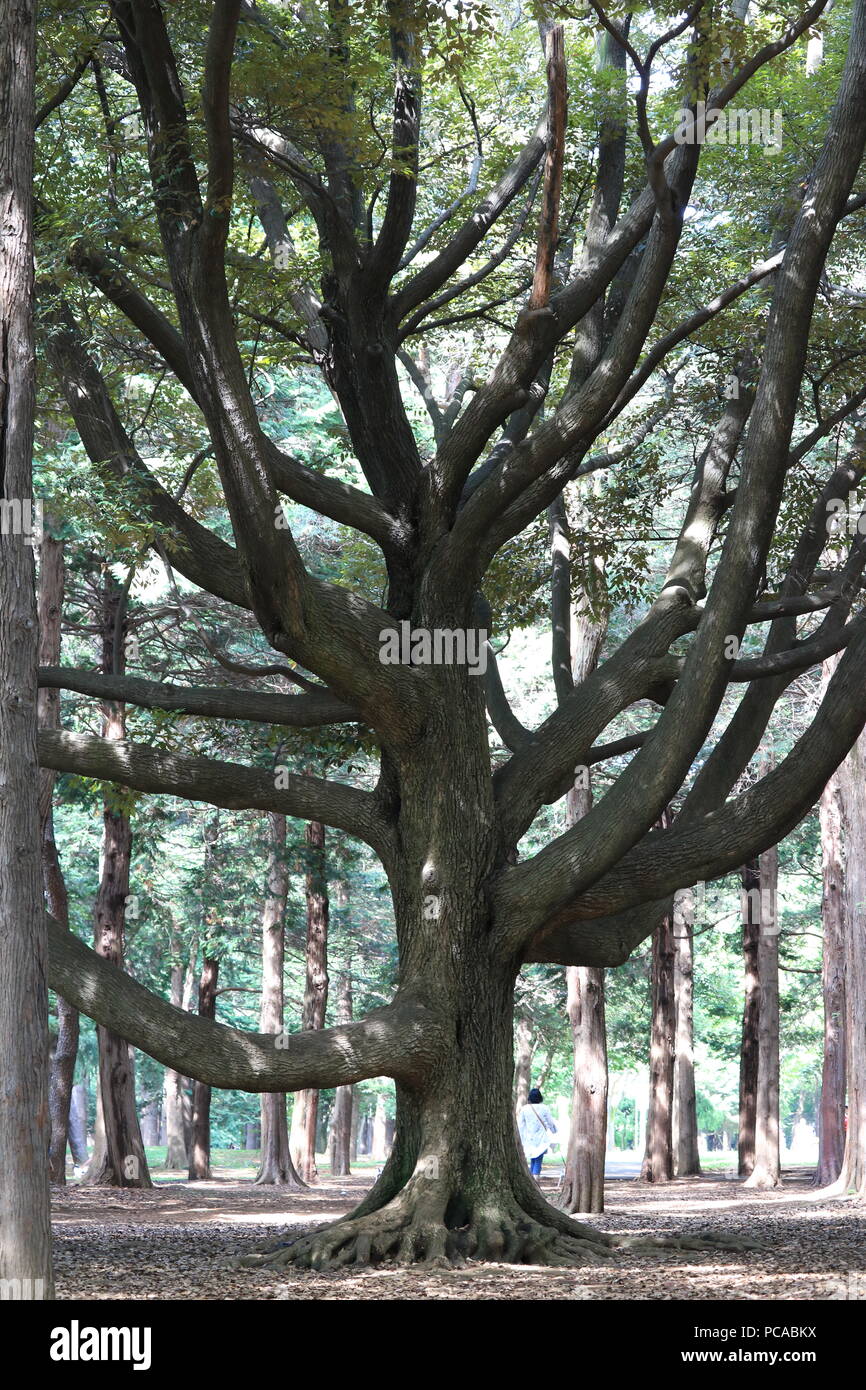 Schönen Baum im Yoyogi Park, Shibuya, Tokio, Japan Stockfoto