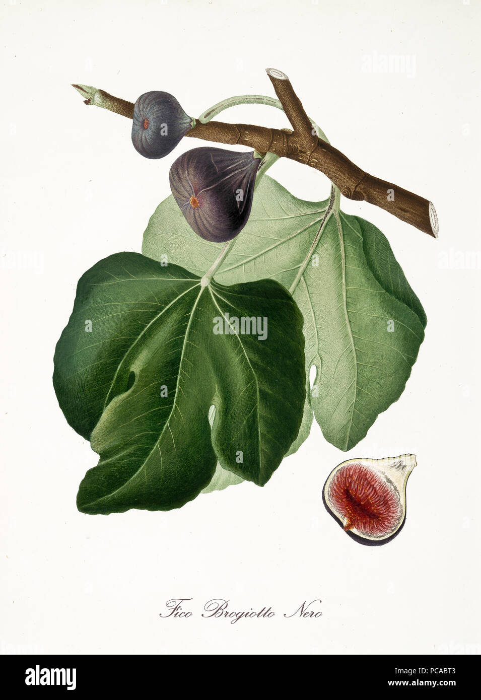 Schwarzes Bild, auch als schwarze brogiotto Bild bekannt, Feigenbaum Blätter und Früchte auf weißem Hintergrund. Alte botanische ausführliche Darstellung von Giorgio Gallesio publ. 1817, 1839 Pisa Italien Stockfoto