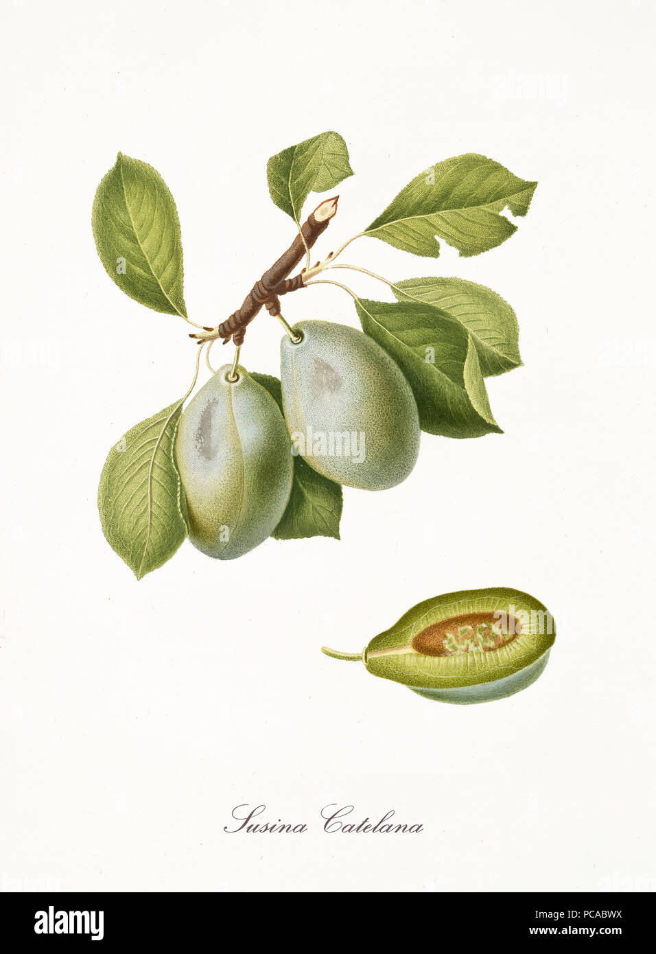 Grüne Pflaume, auch bekannt als catelana Pflaume Pflaumenbaum Blätter und Früchte auf weißem Hintergrund. Alte botanische ausführliche Darstellung von Giorgio Gallesio publ. 1817, 1839 Pisa Italien Stockfoto