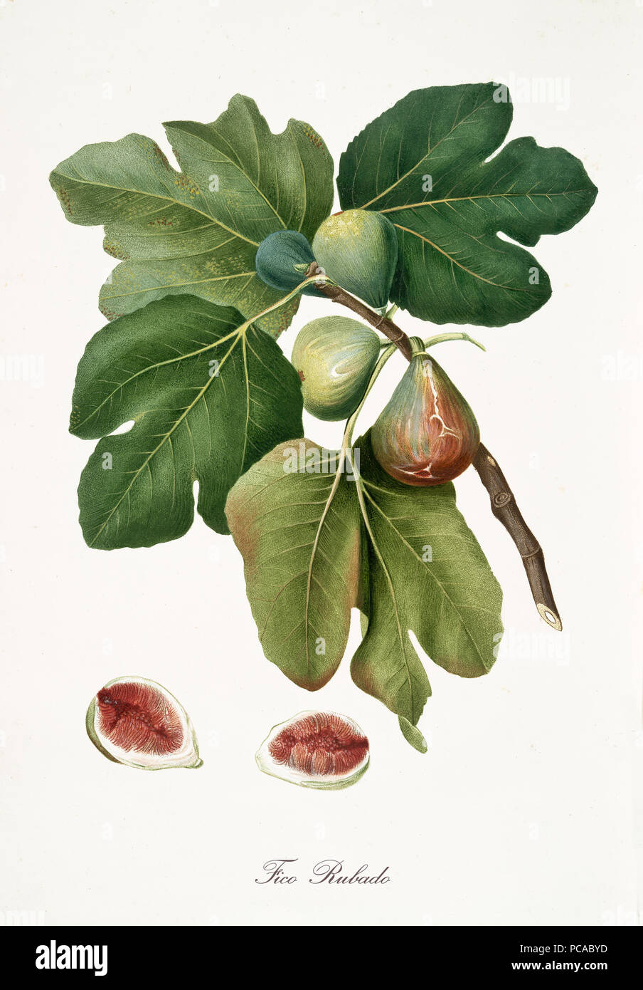 Abb., auch als Rubaldo Bild bekannt, Feigenbaum Blätter und Früchte auf weißem Hintergrund. Alte botanische ausführliche Darstellung von Giorgio Gallesio publ. 1817, 1839 Pisa Italien Stockfoto