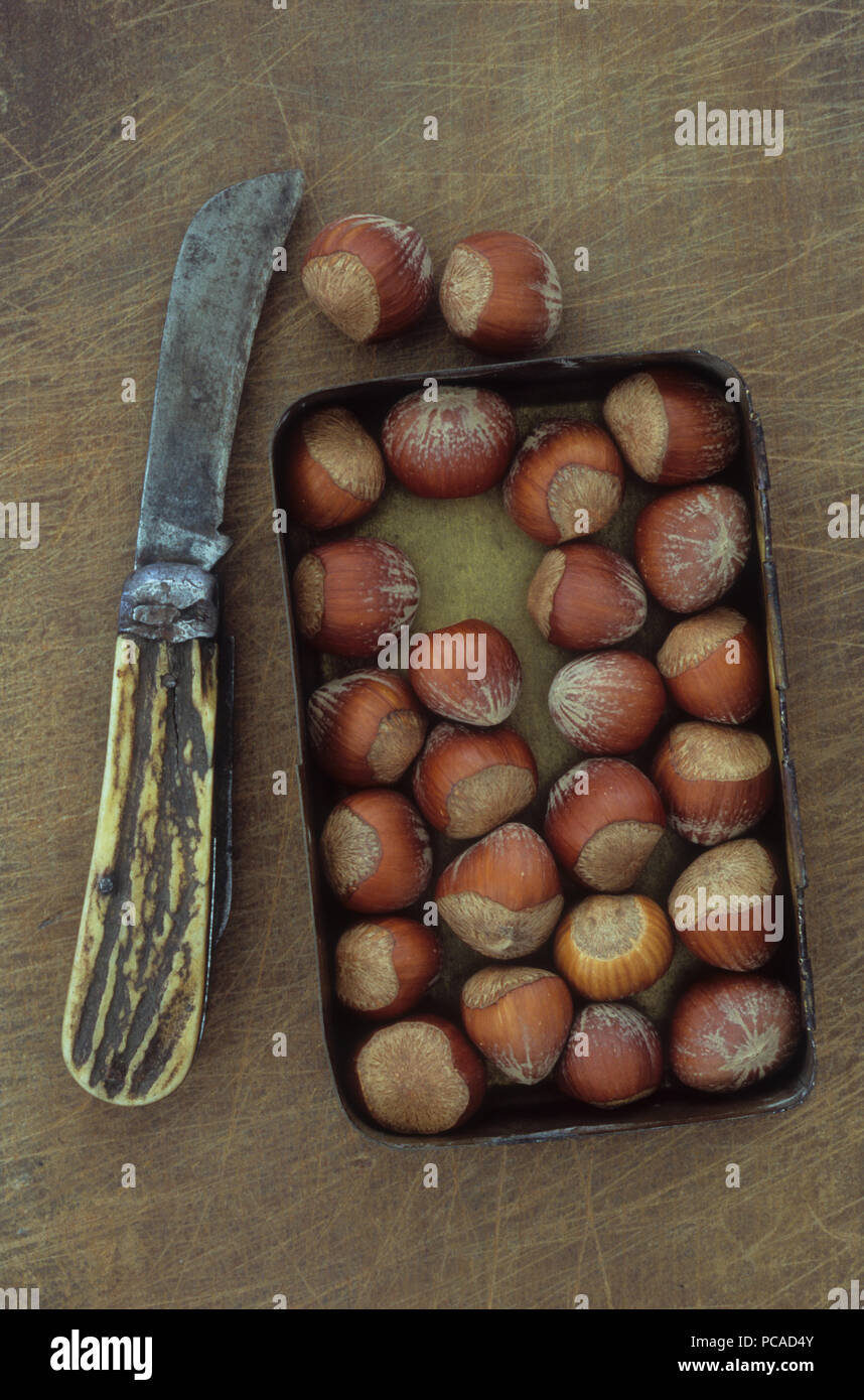 Messing verzinnt mit Haselnüsse oder cobnuts oder filberts mit alten Taschenmesser liegend neben Stockfoto