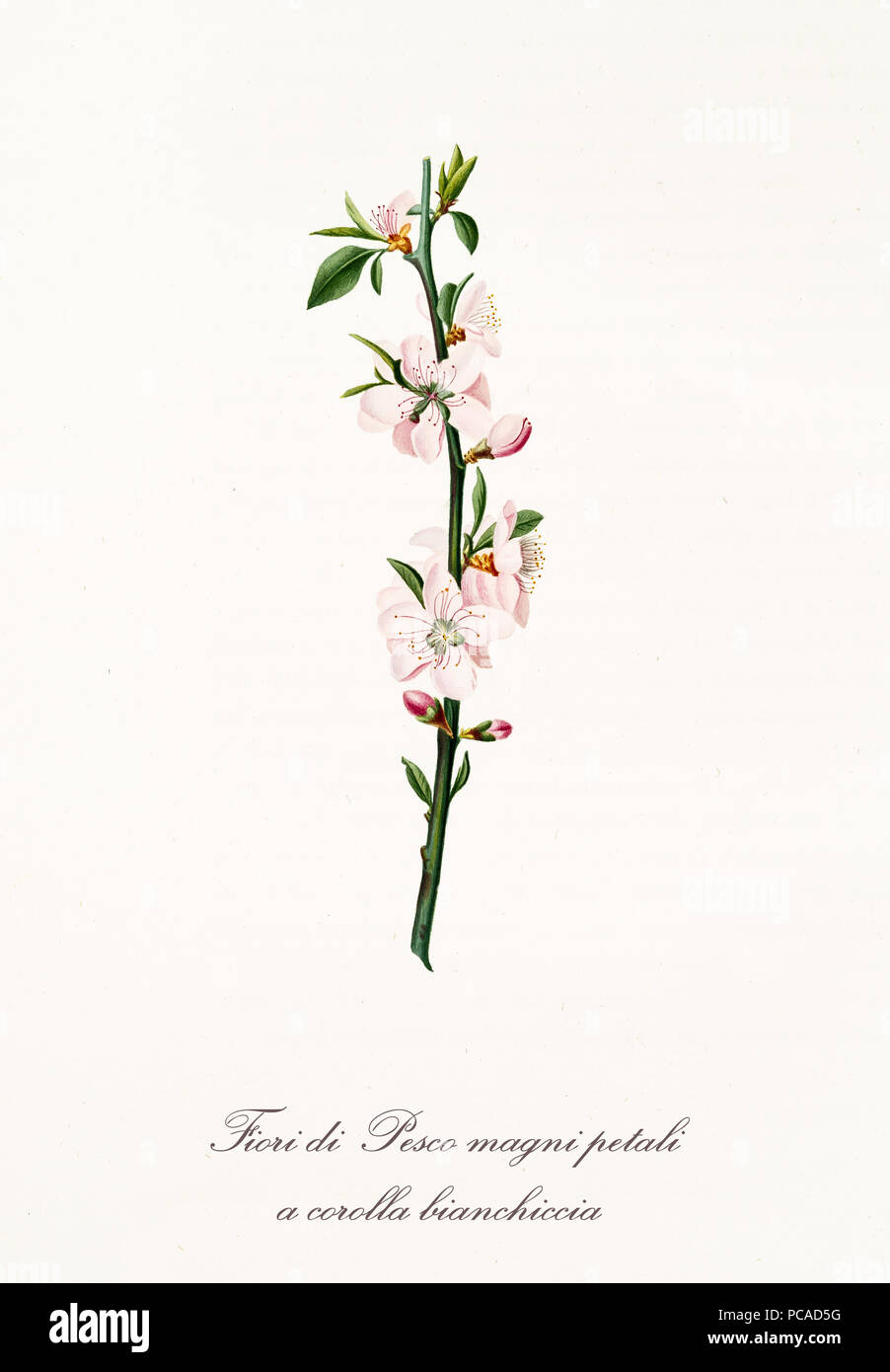 Pink Peach Blumen und Blüten auf einem einzigen Pfirsich Zweig auf weißem Hintergrund. Alte Botanische Illustration mit einer detaillierten Aquarell von Giorgio Gallesio auf 1817, 1839 realisiert Stockfoto