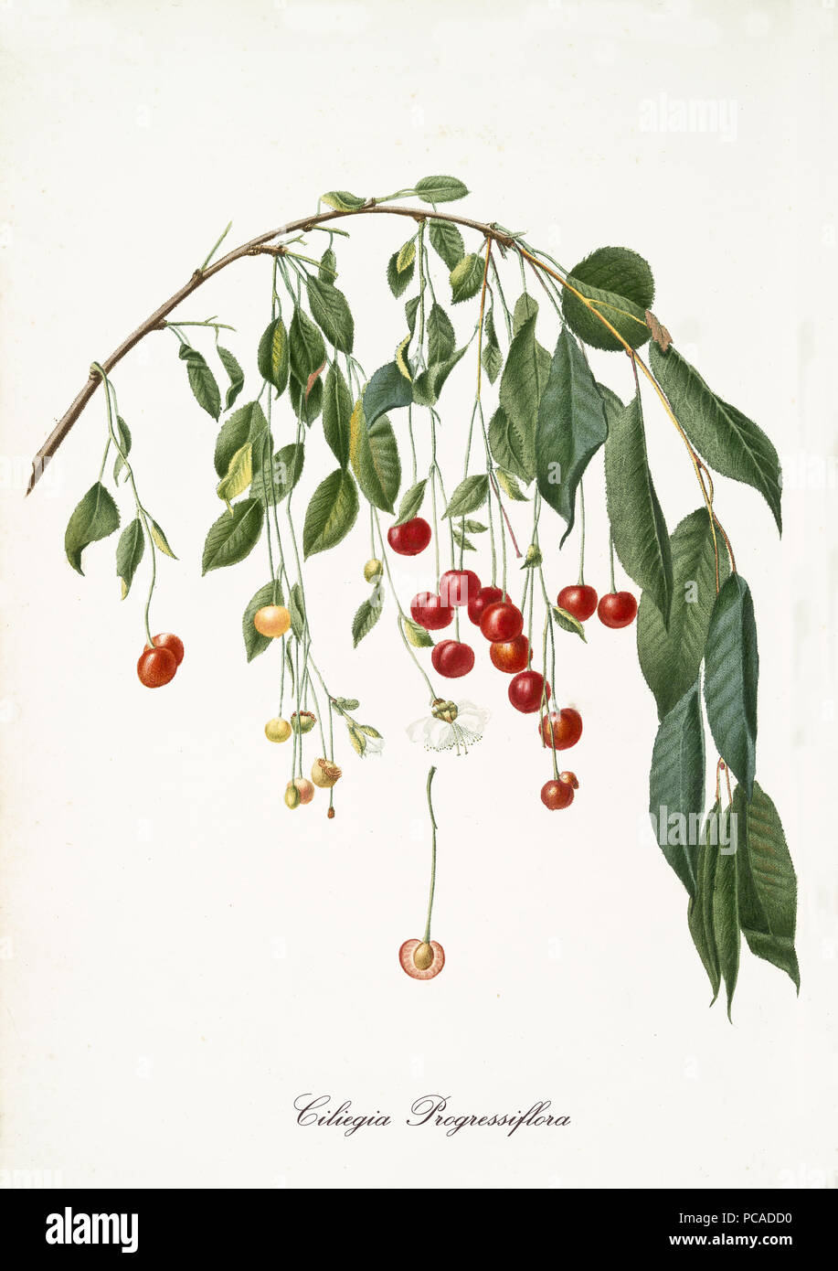 Rote Kirschen hängen von einer einzigen gekrümmten cherry Zweig auf weißem Hintergrund. Alte botanische ausführliche Darstellung realisiert von Giorgio Gallesio auf 1817, 1839 Stockfoto