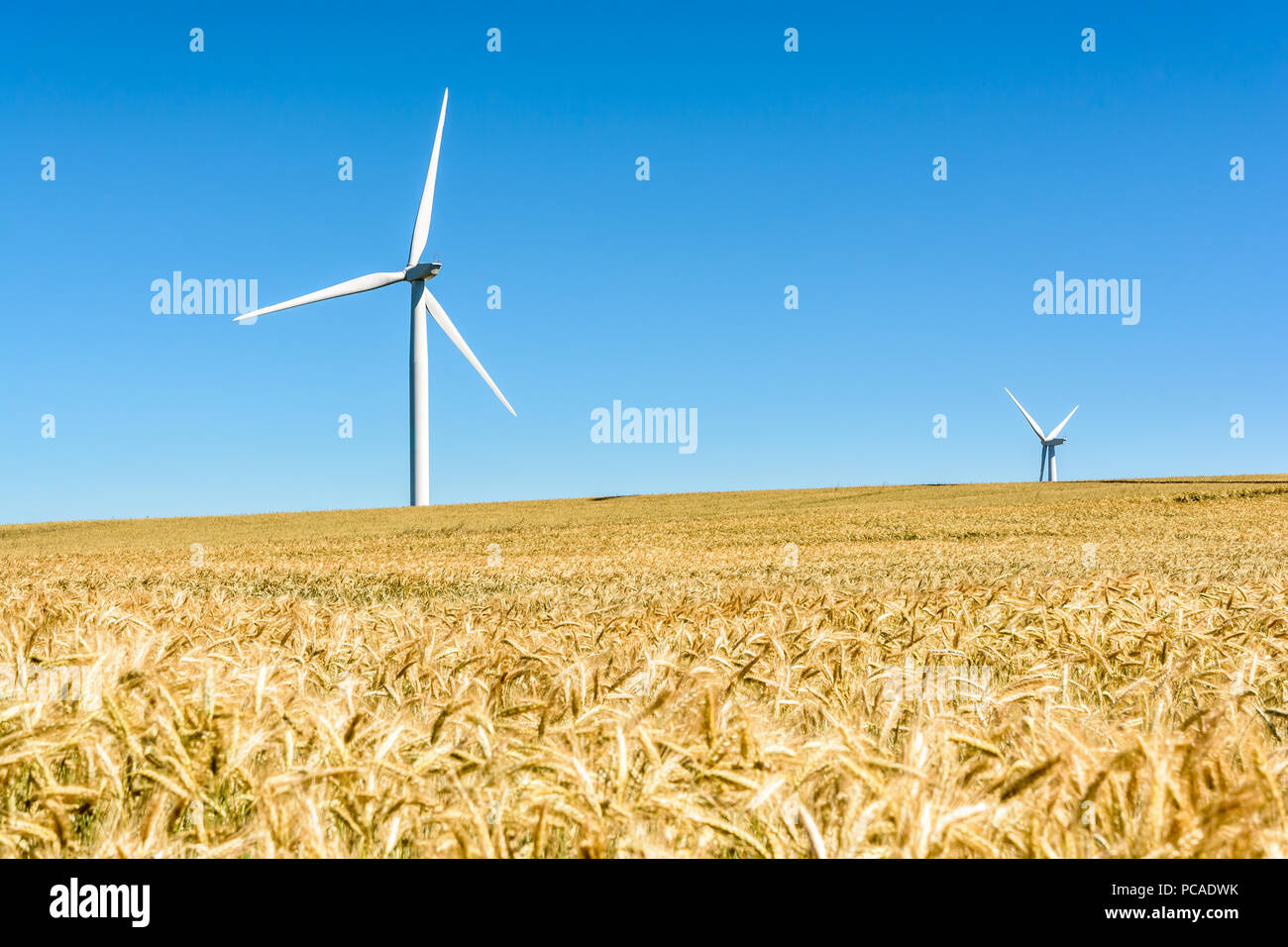 Zwei Windkraftanlagen über ein Feld von reifem Weizen hervorstehende unter einem tiefblauen Himmel in der französischen Landschaft mit goldenen Ähren im Vordergrund. Stockfoto