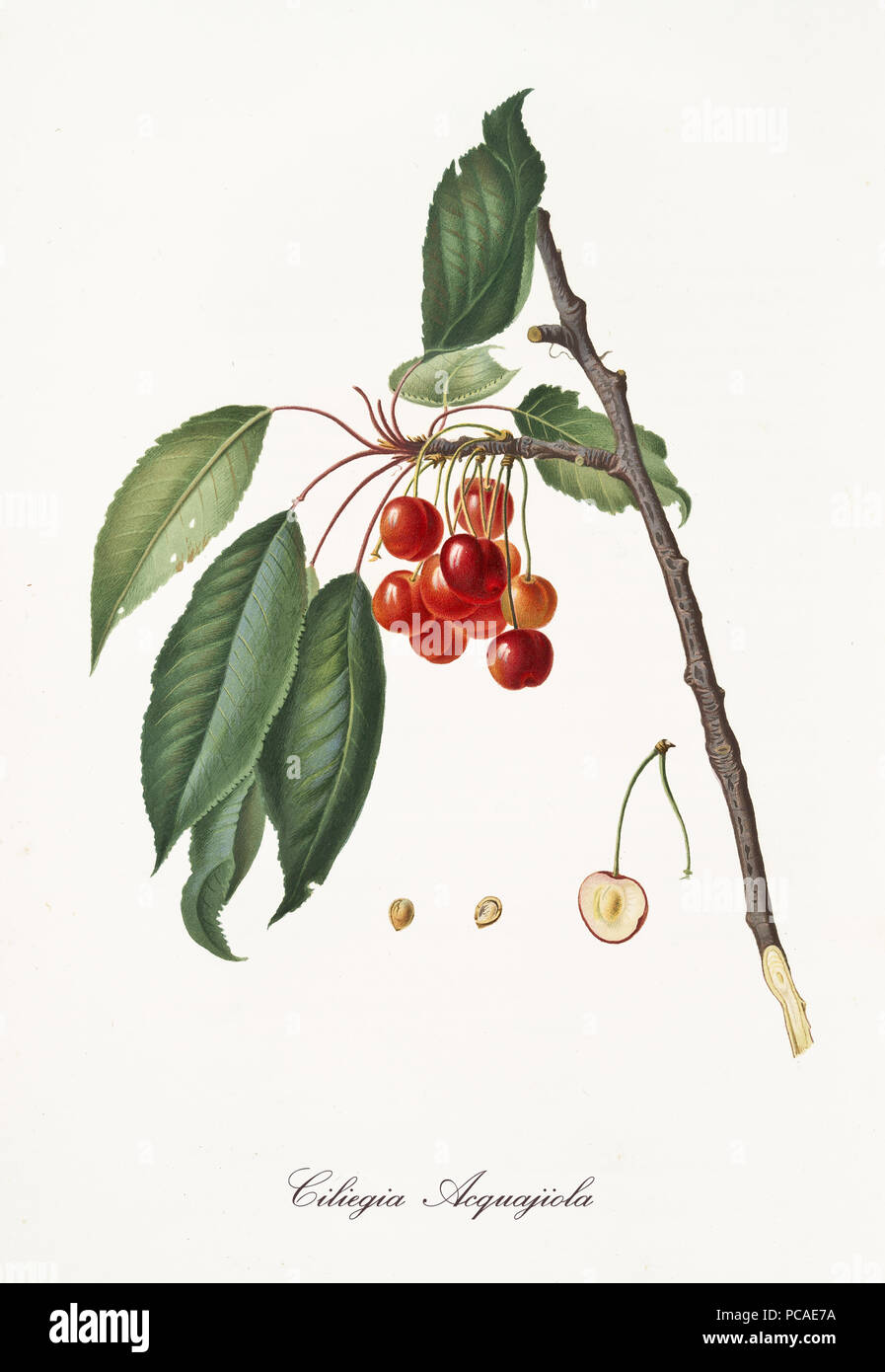 Rote Kirschen hängen von ihrem Ast mit Blätter und Abschnitt der Früchte. Elemente isoliert auf weißem Hintergrund. Alte detaillierte Botanische Illustration von Giorgio Gallesio im Jahre 1817 veröffentlicht, 1839 Stockfoto