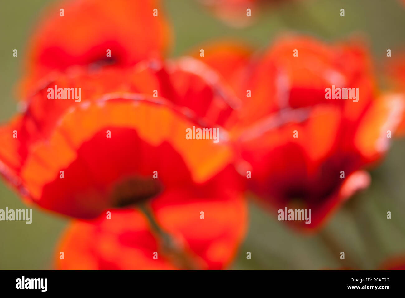 Große rote vage Mohnblumen auf grünem Gras Hintergrund Stockfoto