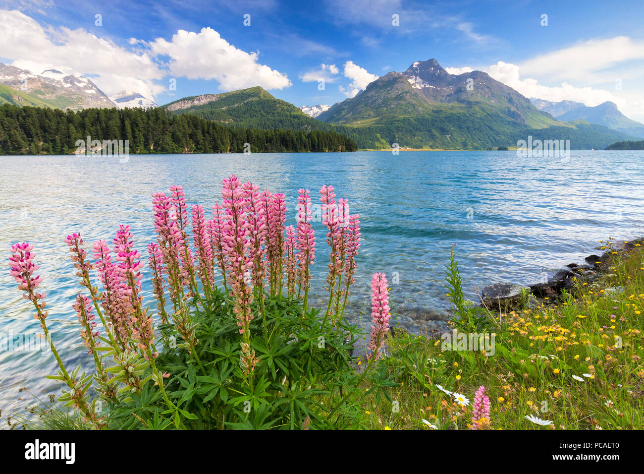 Blüte von Lupinus (Lupin) Lej da Sils, Engadin, Graubünden, Schweiz, Europa Stockfoto