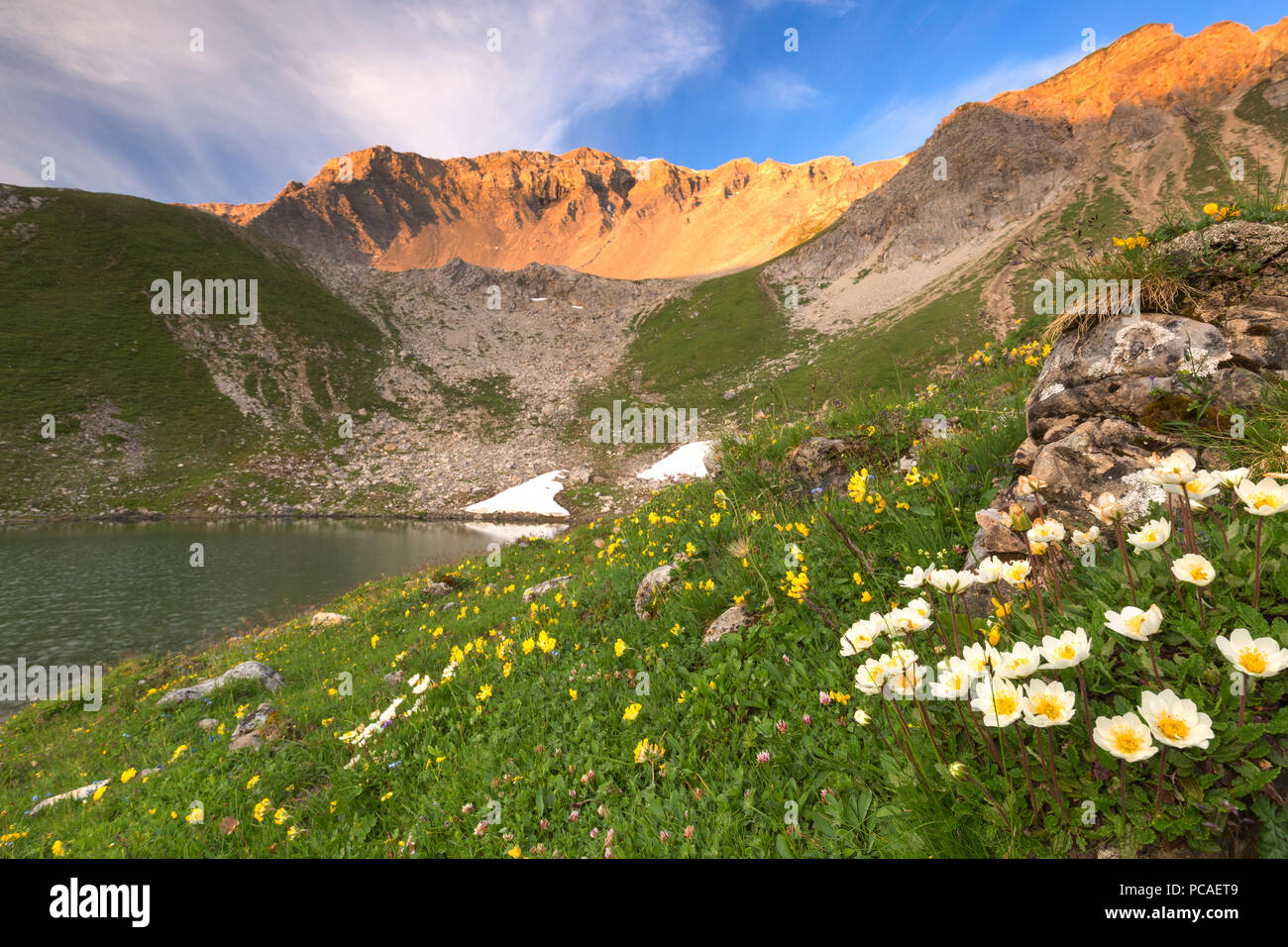 Im Sommer blüht in Lej da Prastinaun, arpiglia Tal (Val Arpiglia), Engadin, Graubünden, Schweiz, Europa Stockfoto