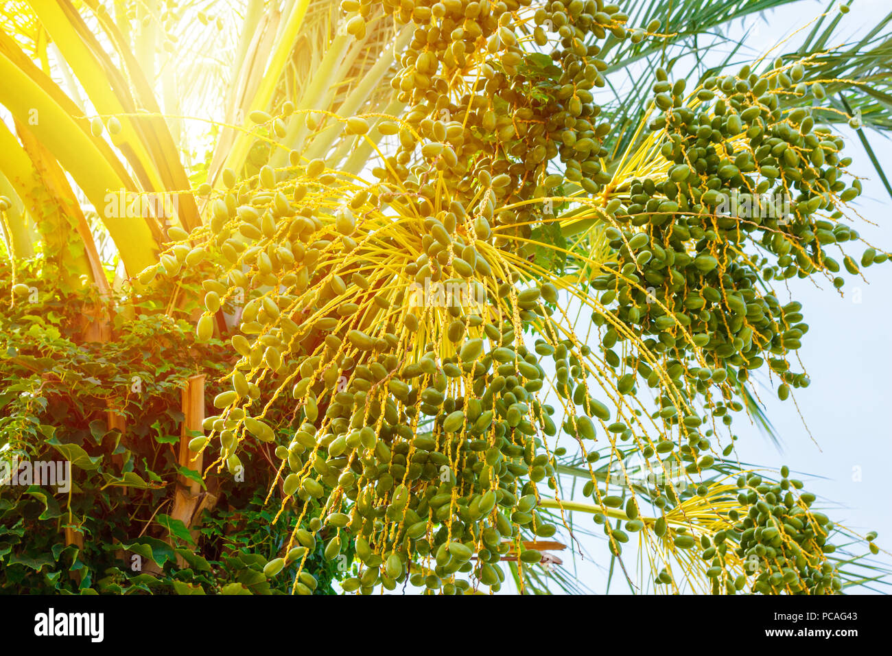 Grüne junge Datum palm an einem sonnigen Tag. Stockfoto