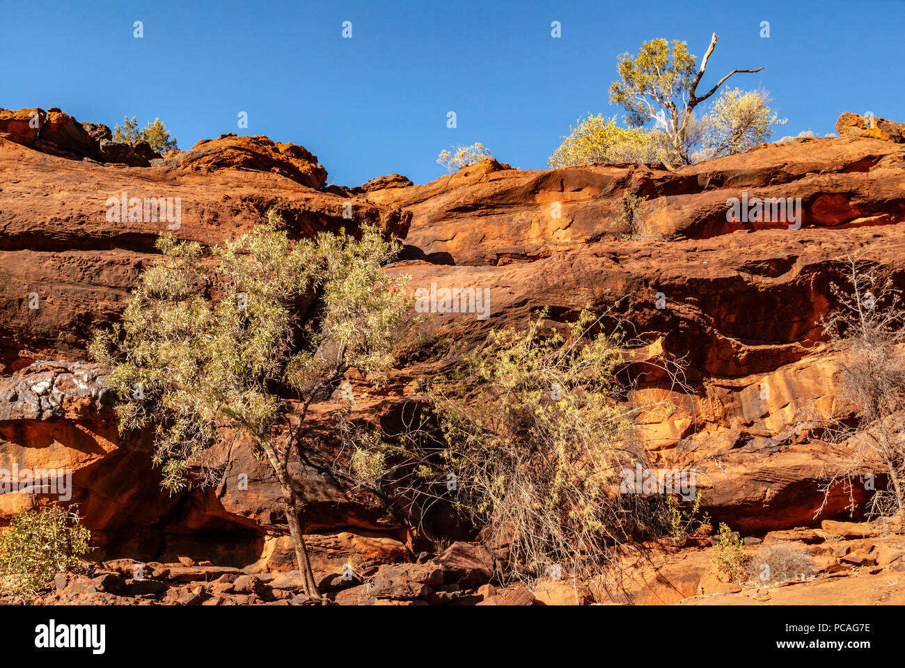 Das Palm Valley, Finke Gorge National Park in Northern Territory, Australien Stockfoto