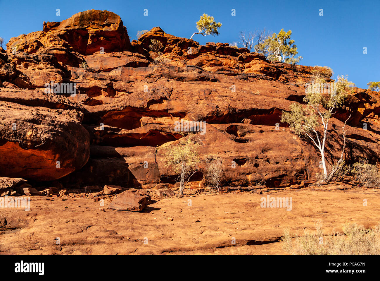 Das Palm Valley, Finke Gorge National Park in Northern Territory, Australien Stockfoto