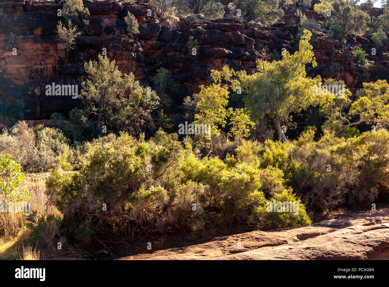 Das Palm Valley, Finke Gorge National Park in Northern Territory, Australien Stockfoto