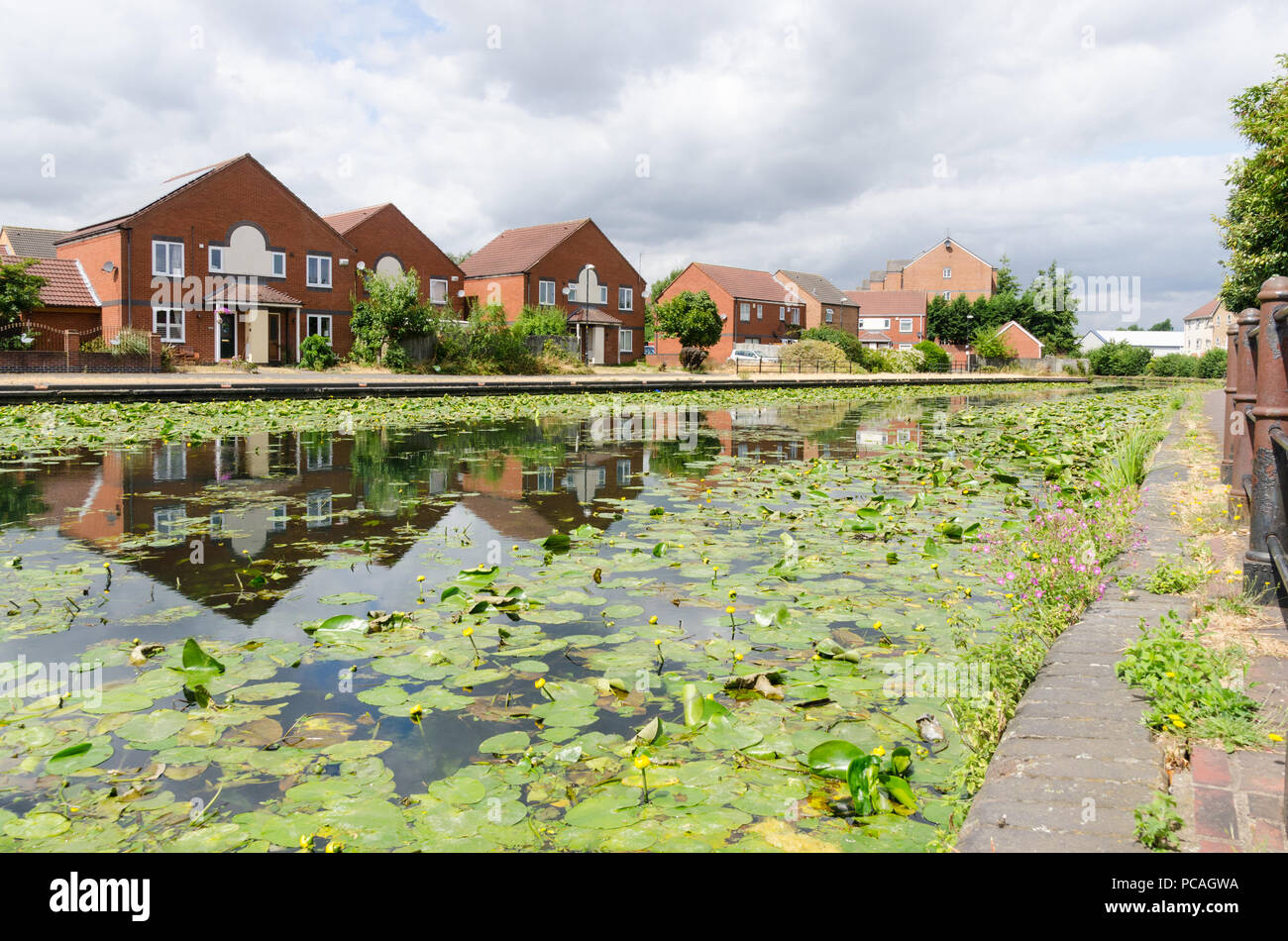 Die Birmingham Canal in Tipton, Dudley, die zwischen Birmingham und Wolverhampton mit Seerosen wachsen in der intakten Wasser läuft Stockfoto