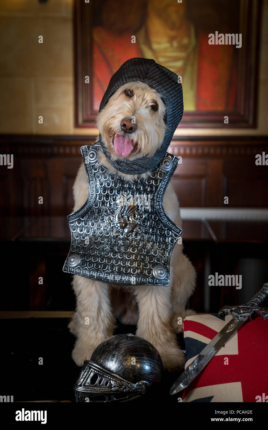 Cole, Labradoodle, Superstar Stockfoto