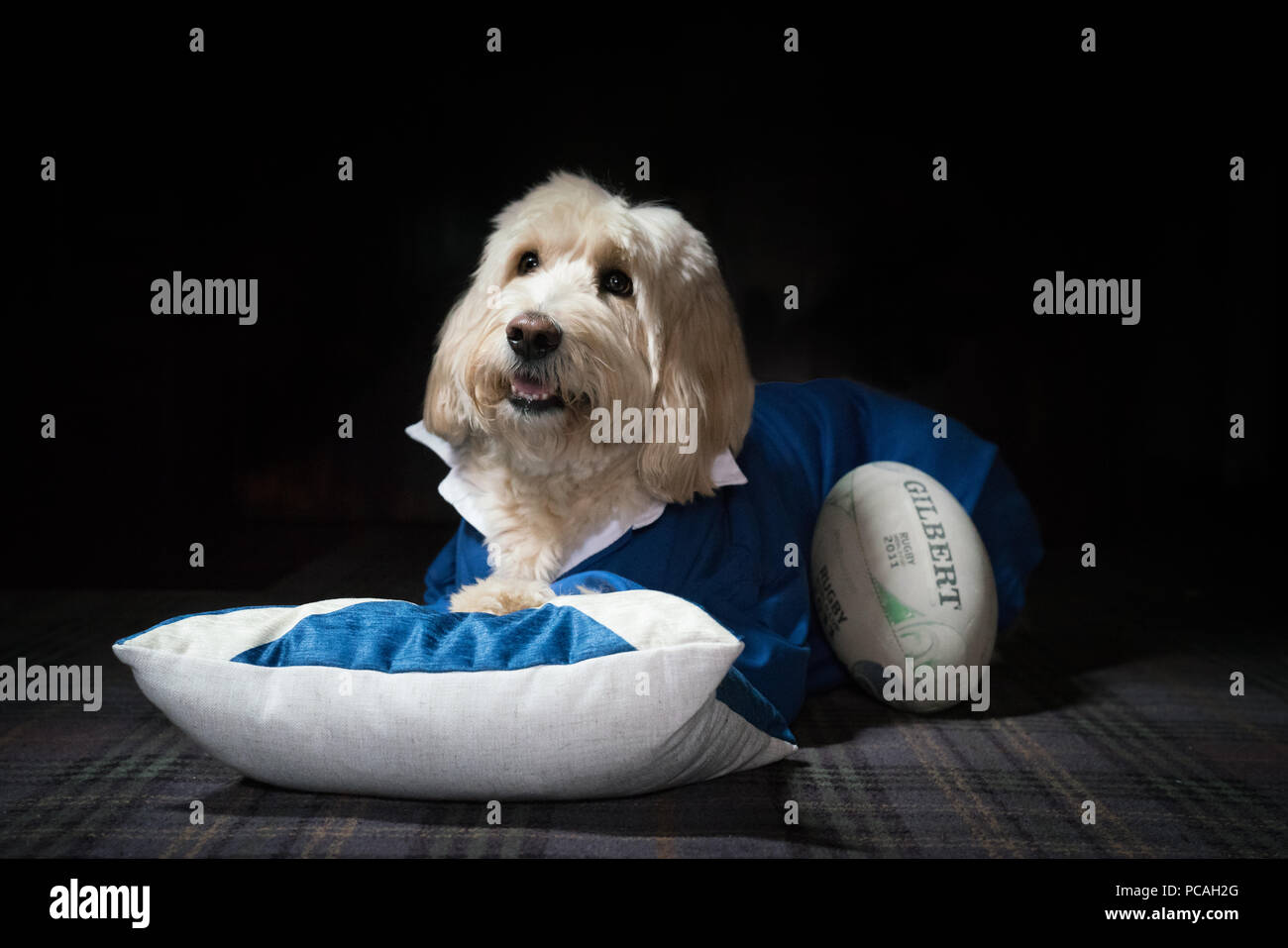 Cole, Labradoodle, Superstar Stockfoto