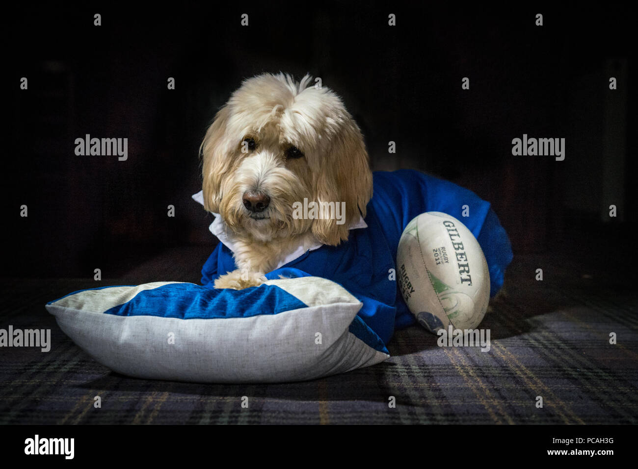 Cole, Labradoodle, Superstar Stockfoto