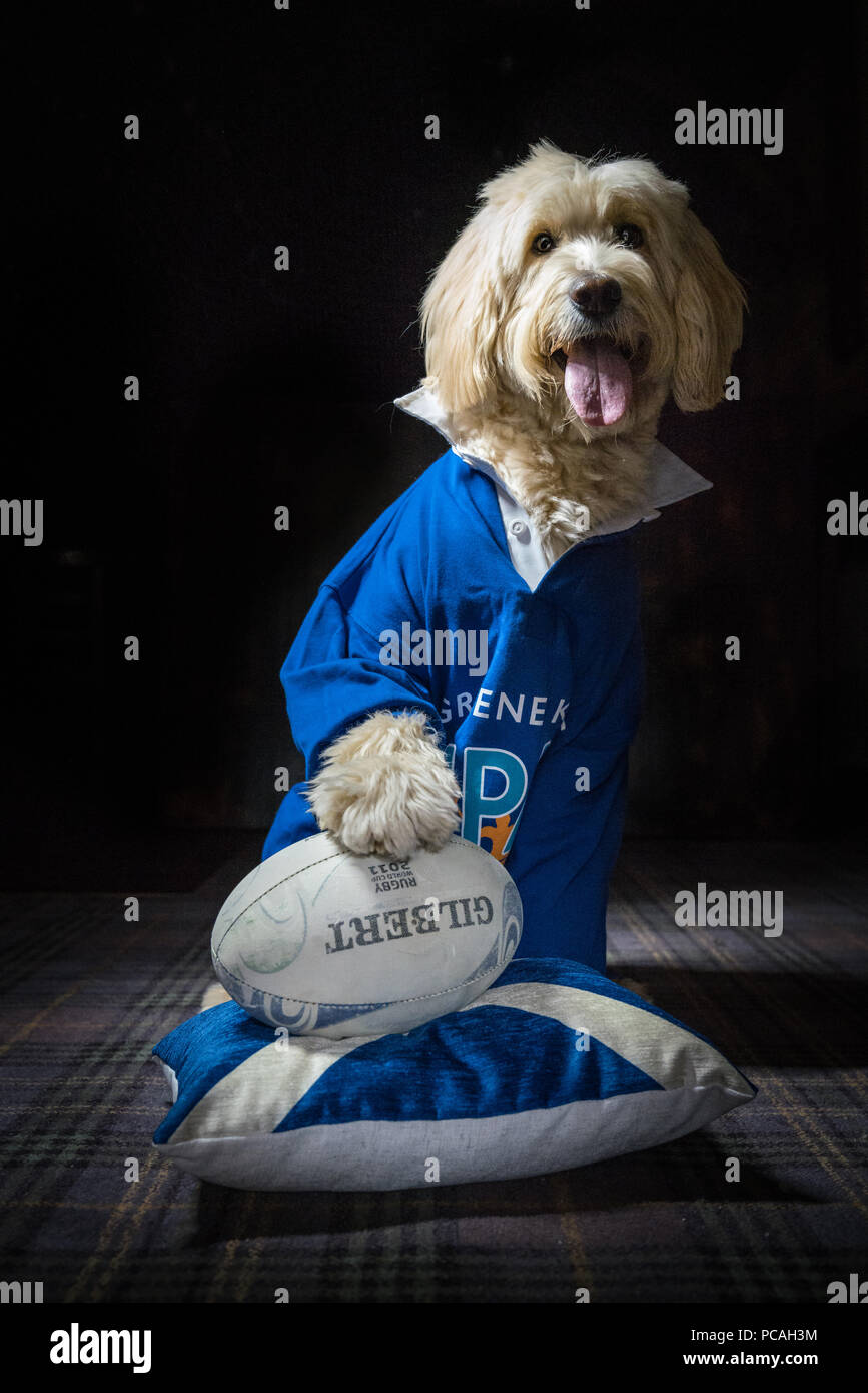 Cole, Labradoodle, Superstar Stockfoto