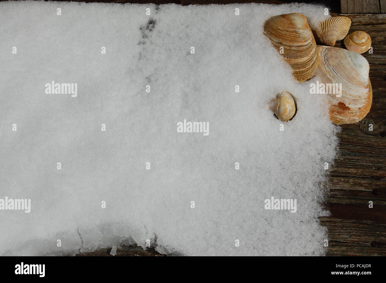 Seashells im Schnee auf ein Brett aus Holz Stockfoto