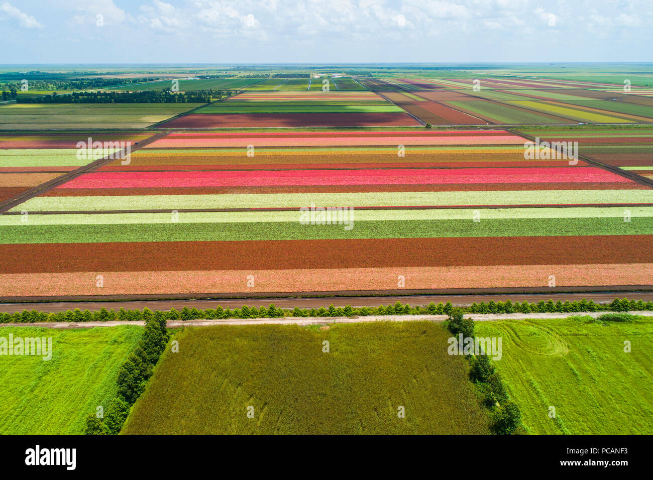 Die bunte Welt berühmten caladium Blumenanbau Felder in Lake Placid Florida liefert 90 % des weltweiten Lieferung von caladium Blumen Stockfoto