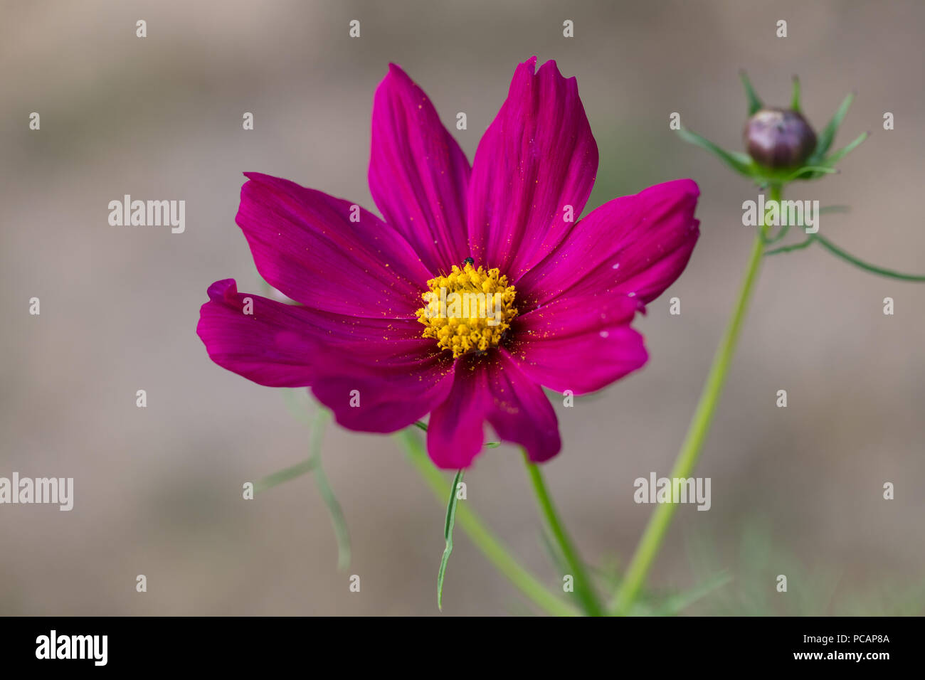Garten Kosmos, Rosenskära (Cosmos Bipinnatus) Stockfoto