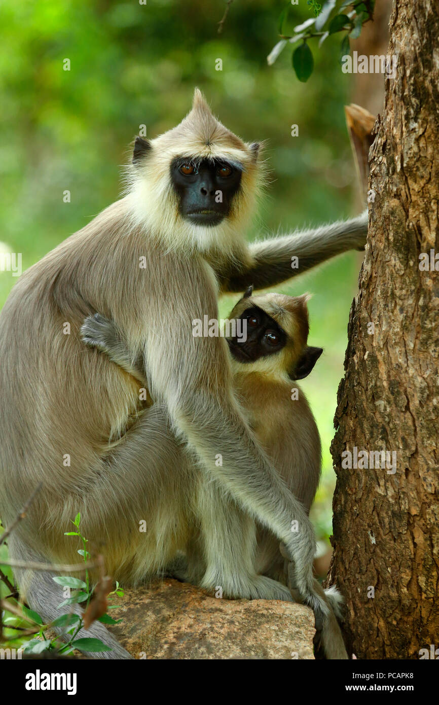 Hanuman Langur oder Grey Langur, Chinnar Wildlife Sanctuary, Kerala Stockfoto