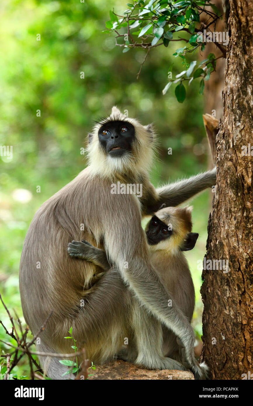 Hanuman Langur oder Grey Langur, Chinnar Wildlife Sanctuary, Kerala Stockfoto