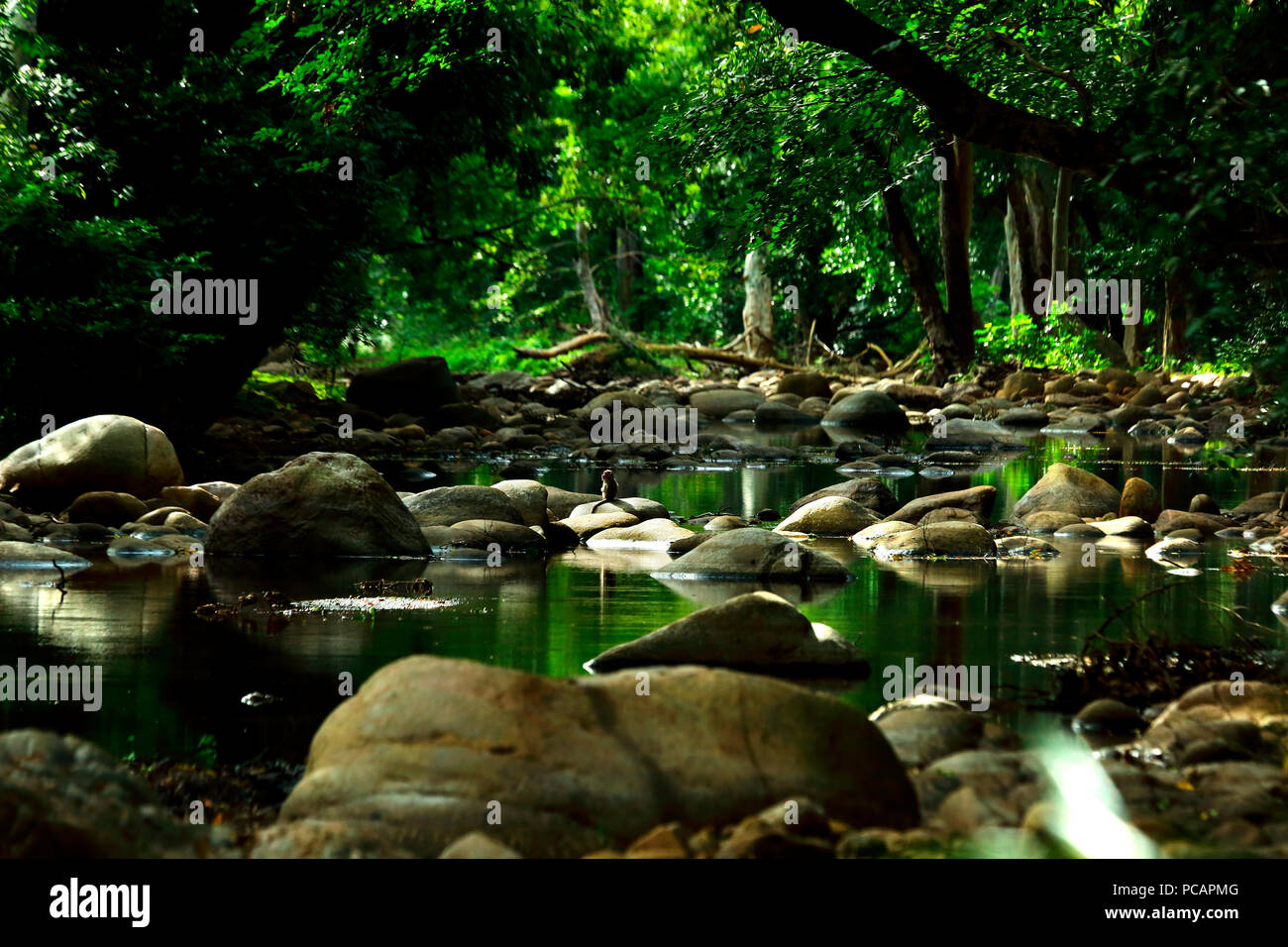 Chinnar Wild Life Sanctuary, Kerala Stockfoto