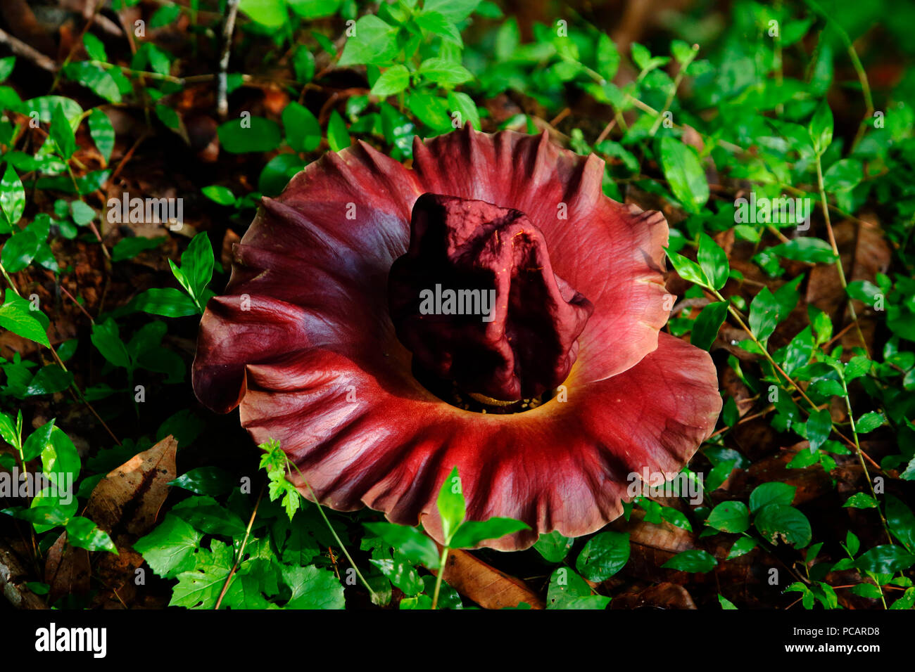 Elefant Yam Blume, der Elefant Fuß Yam oder Weißtopf Riese arum.it Hat einen der schlimmsten Düfte, die Sie sich vorstellen können Stockfoto