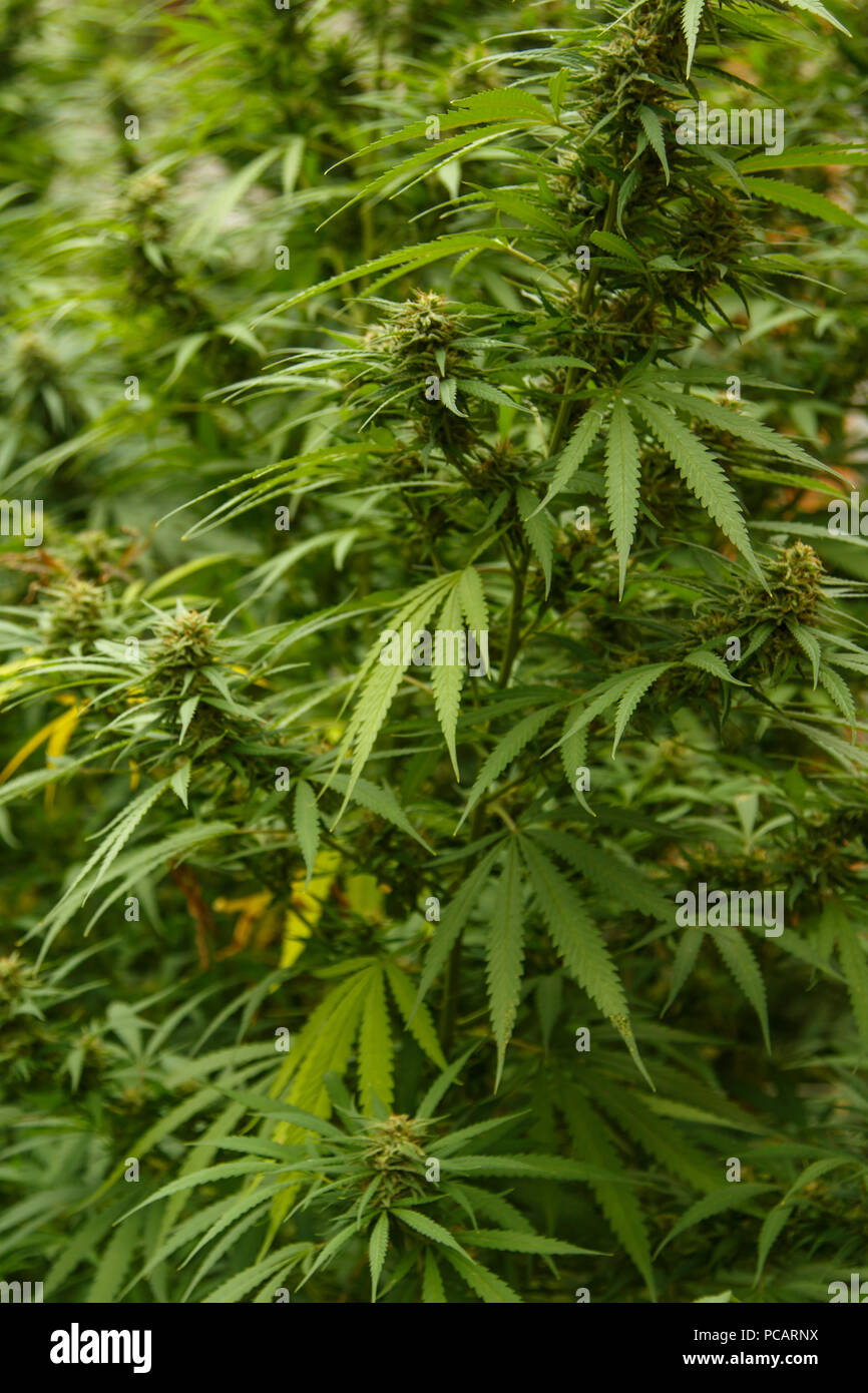 Eine Grosse Grune Blute Knospe Auf Einem Marihuana Pflanze Marihuana Pflanze In Blute Wachst Outdoor Stockfotografie Alamy