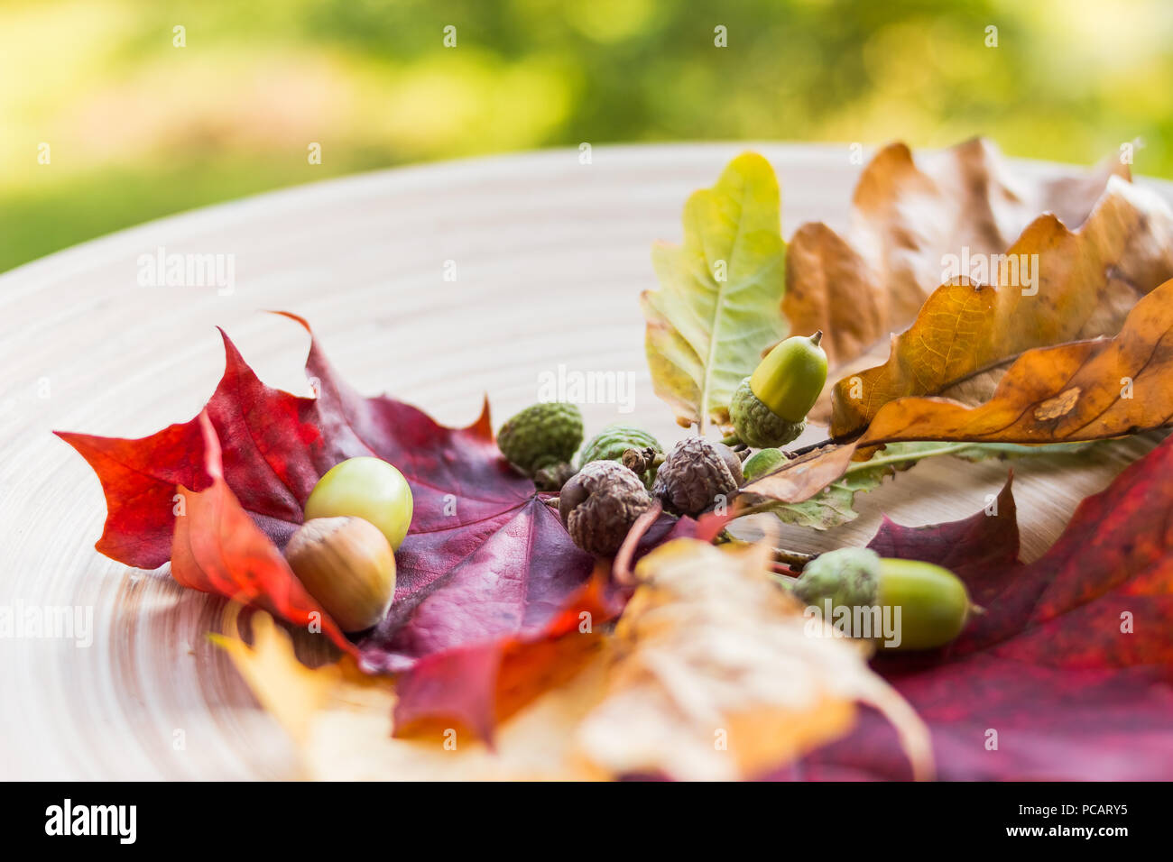 Herbst noch Leben mit Kegeln, Eicheln, Nüsse und Laub. Selektive konzentrieren. Jahreszeit Zusammensetzung mit bunten Blätter und Eicheln Branchen. Platz kopieren Stockfoto