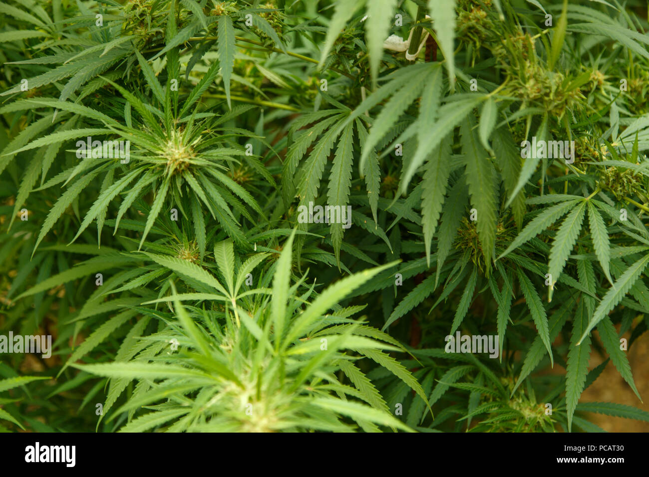 Eine Grosse Grune Blute Knospe Auf Einem Marihuana Pflanze Marihuana Pflanze In Blute Wachst Outdoor Stockfotografie Alamy