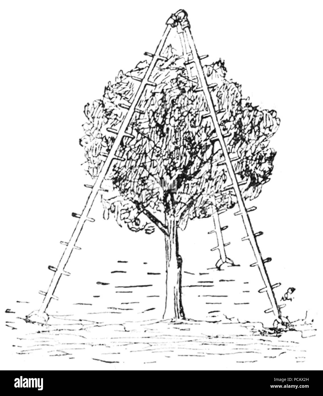 7 Śpiżarnia ich zapasy zimowe - p131 Stockfoto