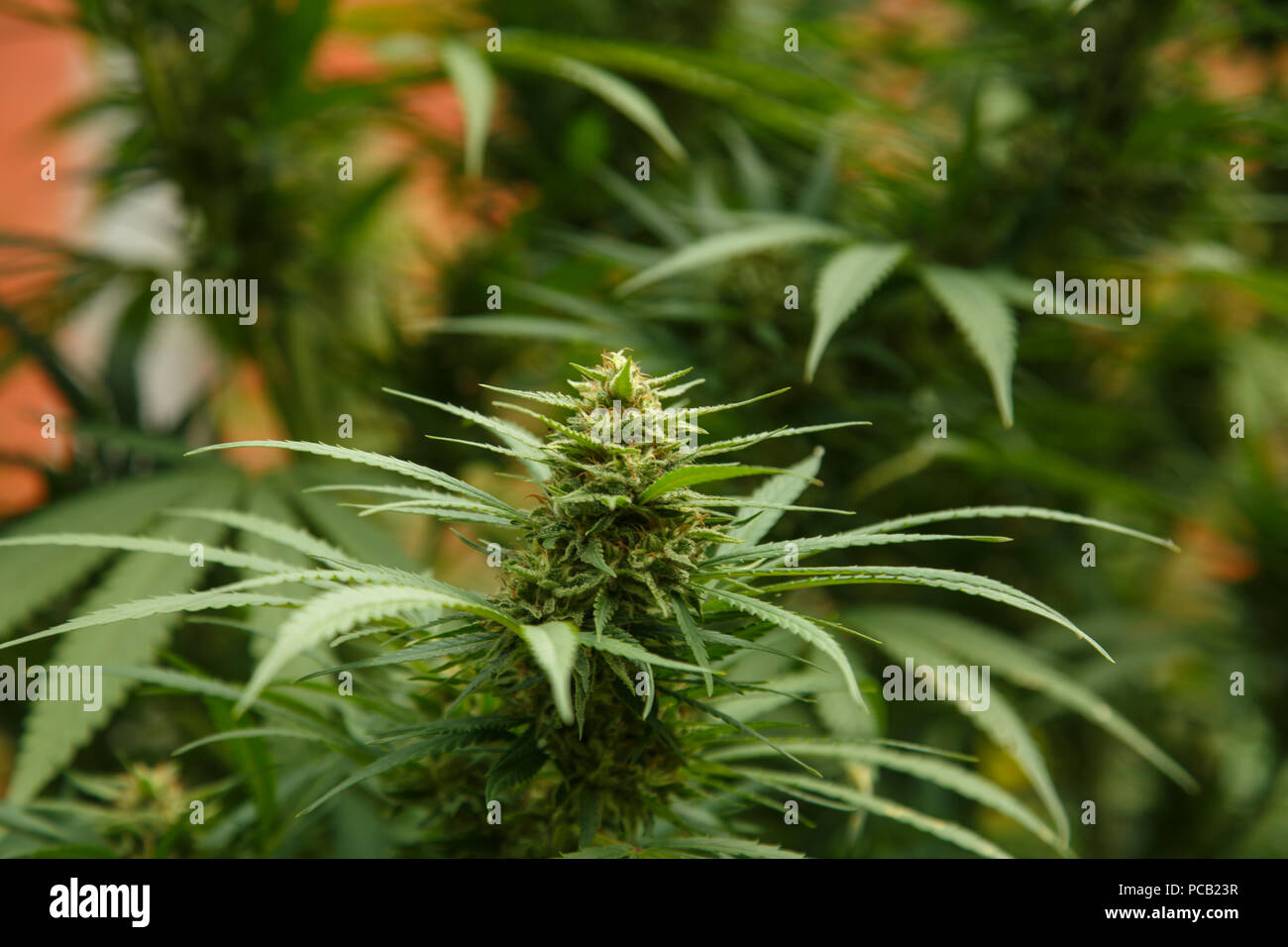 Eine Grosse Grune Blute Knospe Auf Einem Marihuana Pflanze Marihuana Pflanze In Blute Wachst Outdoor Stockfotografie Alamy