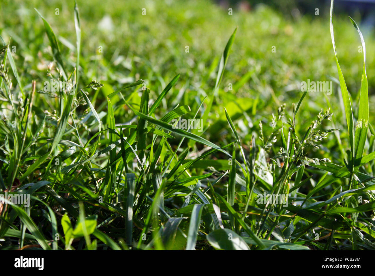 Farbe grün Gras im Park Makro Stockfoto