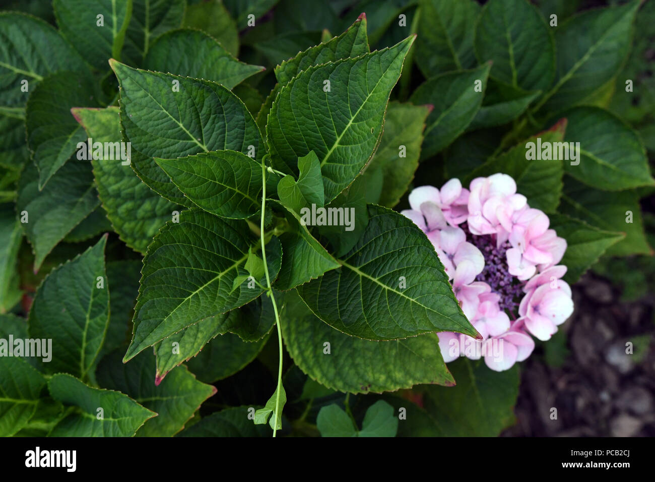 Weiße lila Blume grüne Blätter Hortensien Stockfoto