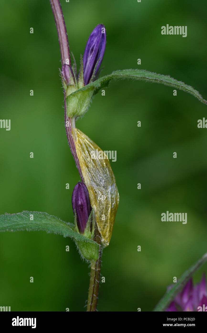 Burnett Motte (Zygaena Arten) Silk cocoon auf pflanzlichen Stammzellen, Estland, Juli Stockfoto