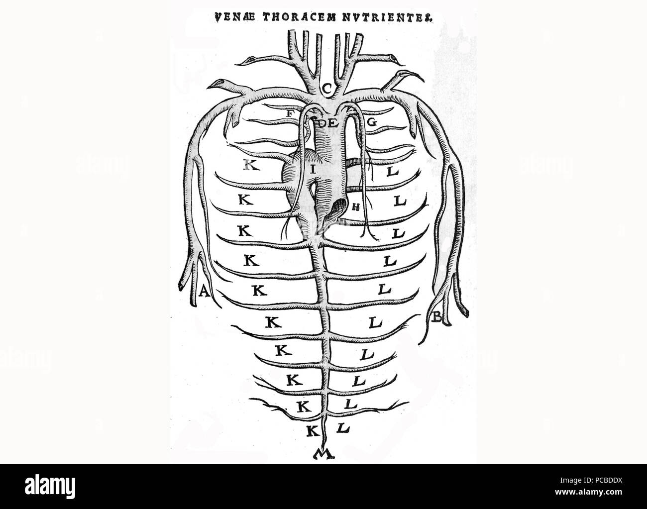 56 Vesal c Stockfoto