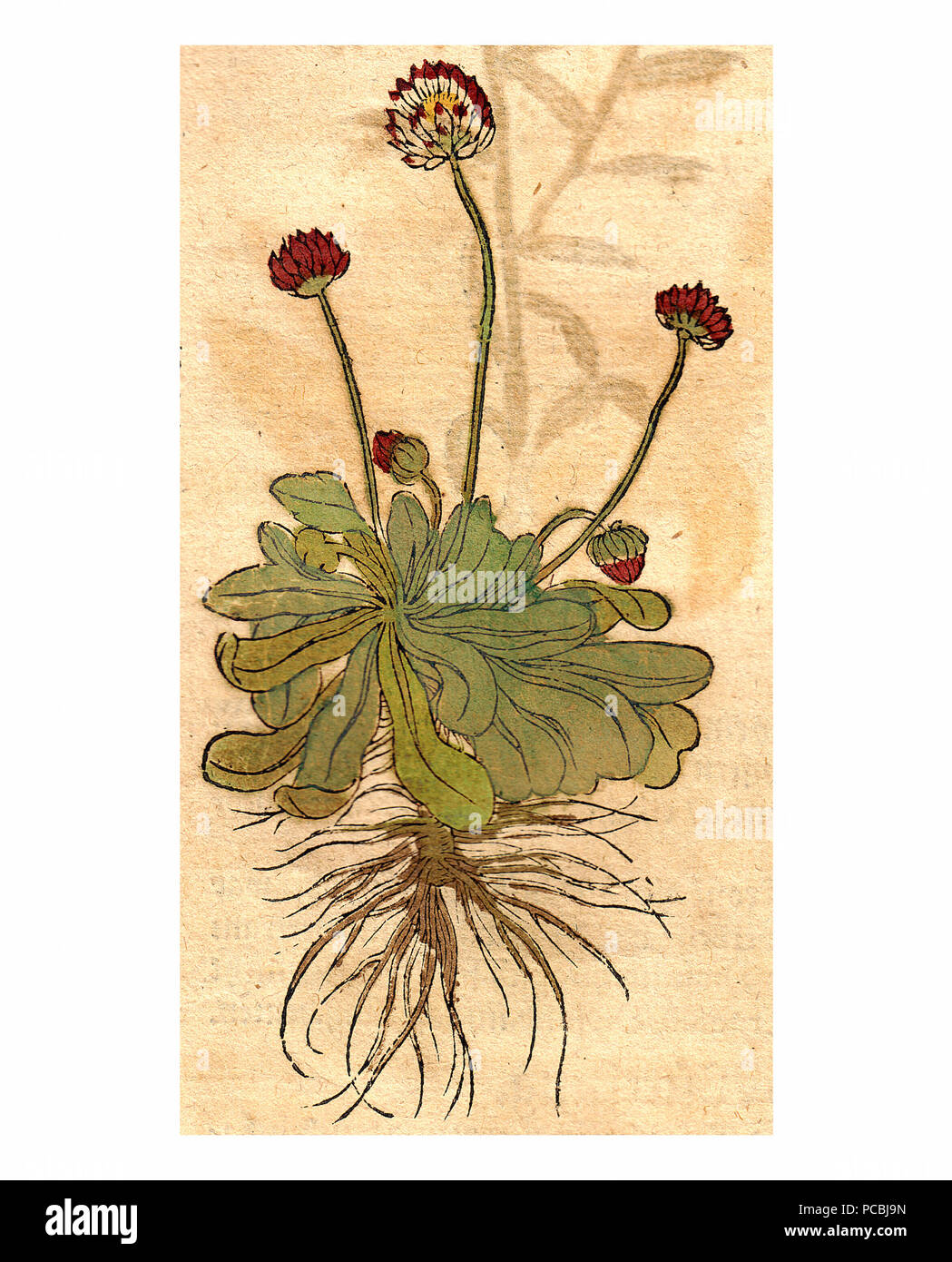 6 Bock 1546 Maßlieben Stockfoto